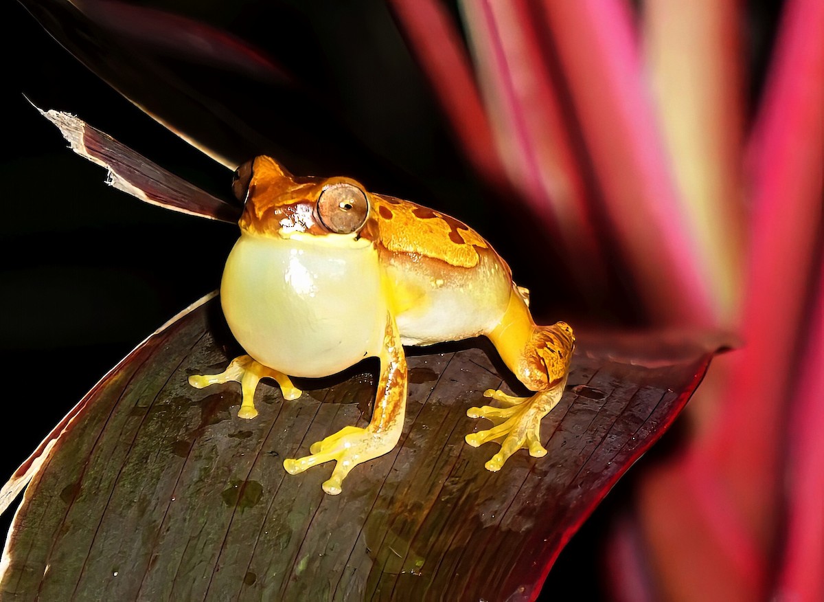 Harlequin Treefrog - ML646798912