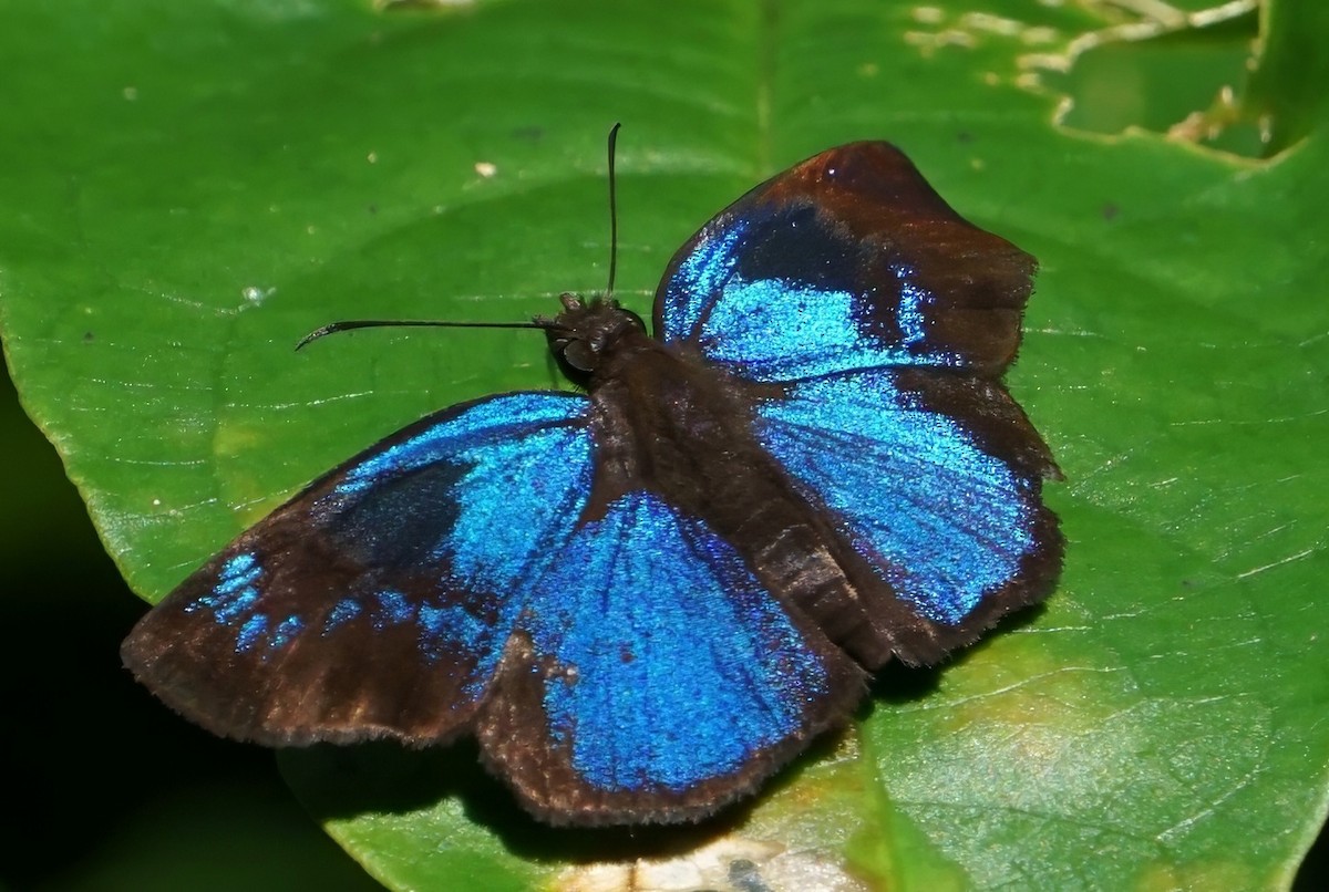 Glorious Blue-Skipper - ML646798913