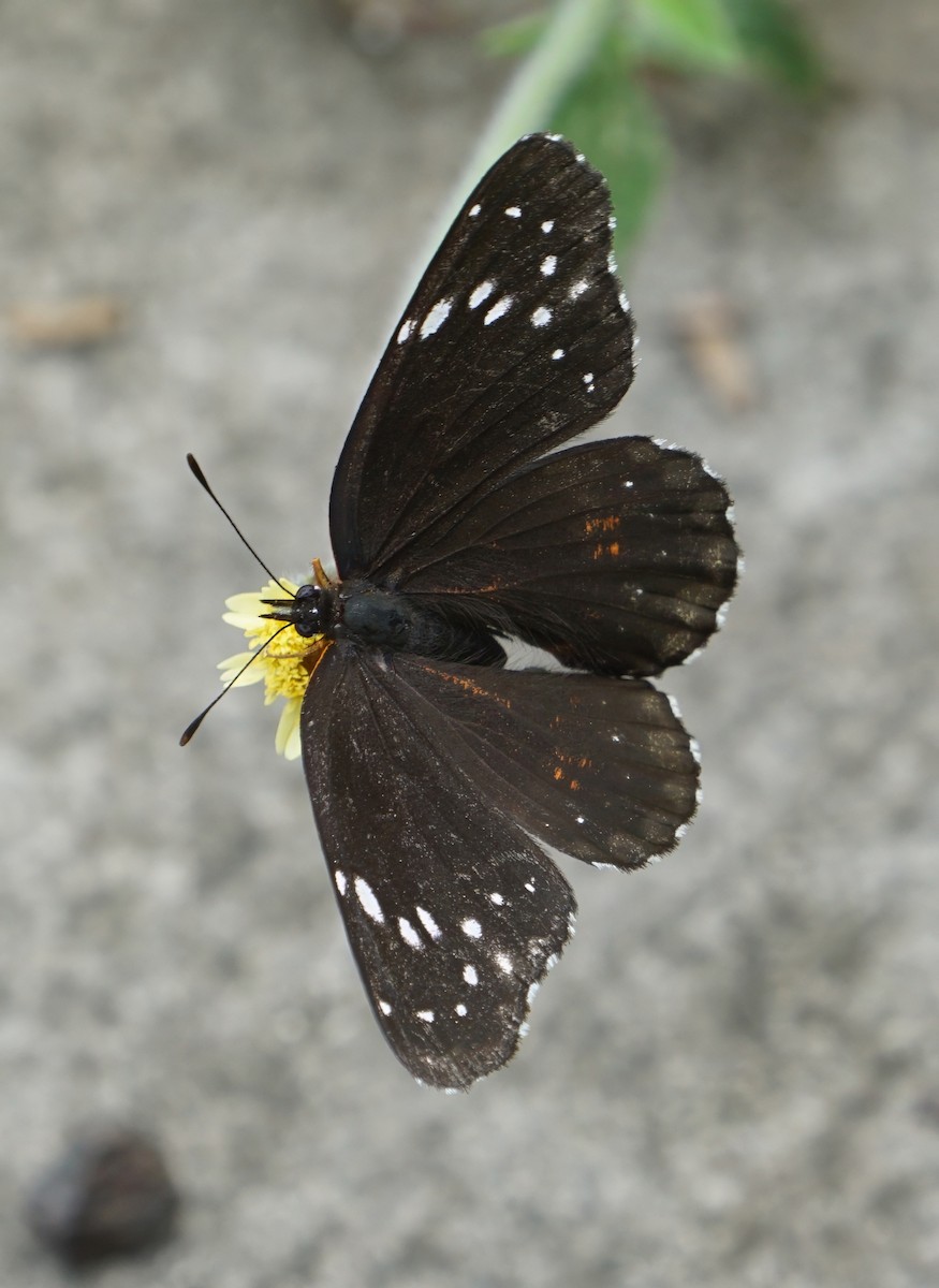 Bordered Patch - ML646798914