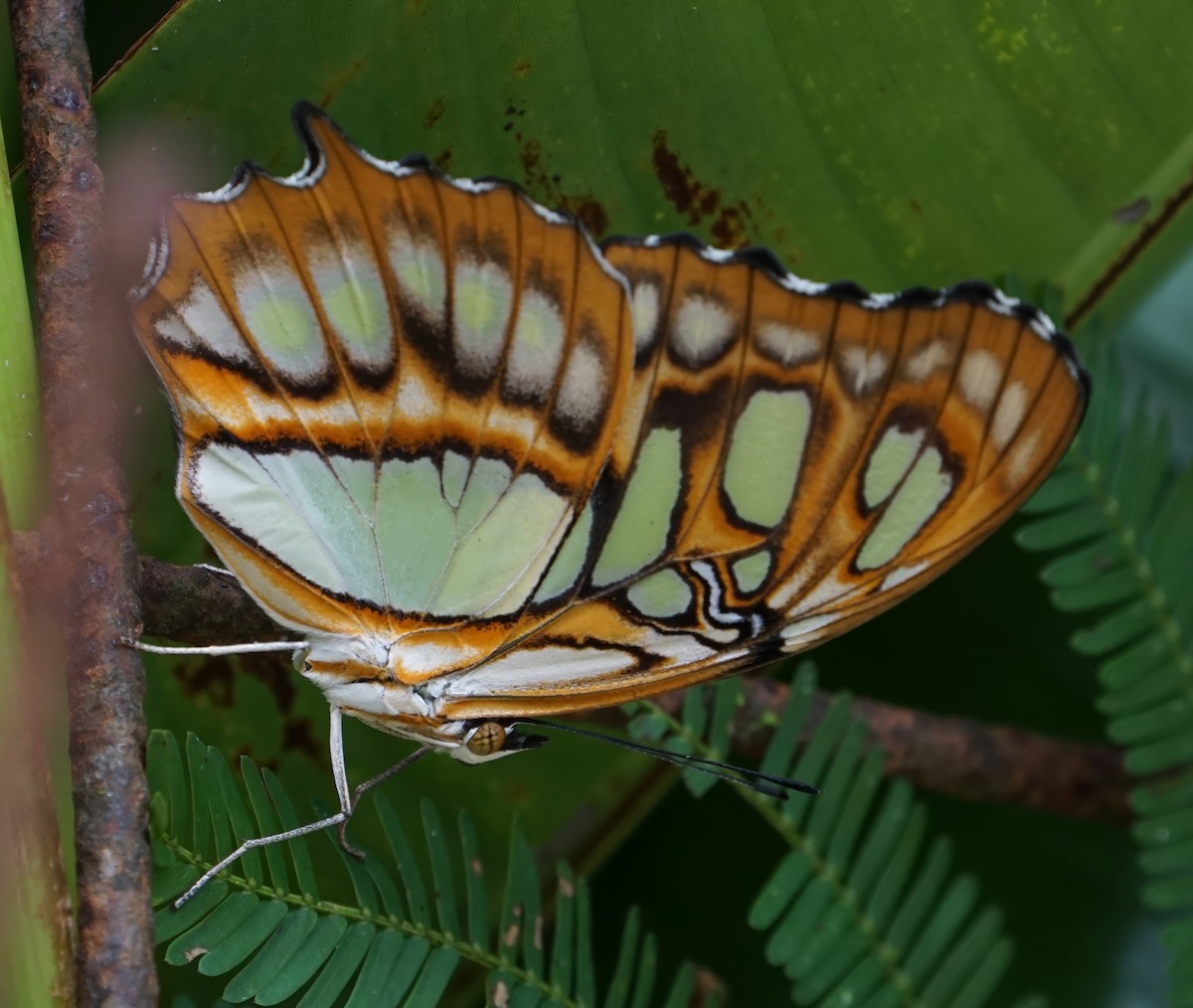 Malachite - ML646798915