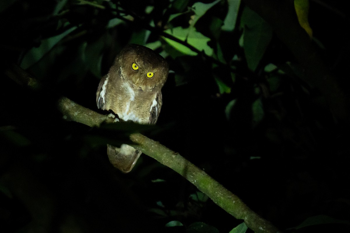 Mountain Scops-Owl - ML646798916