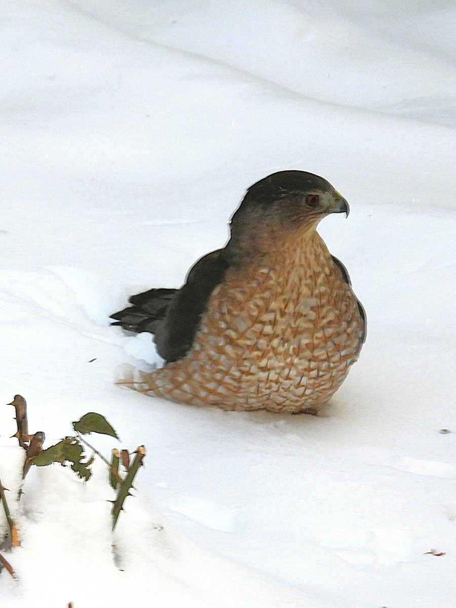 Cooper's Hawk - ML646798917