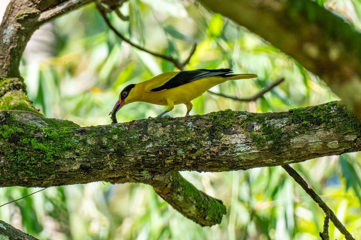 コウライウグイス - ML646798919