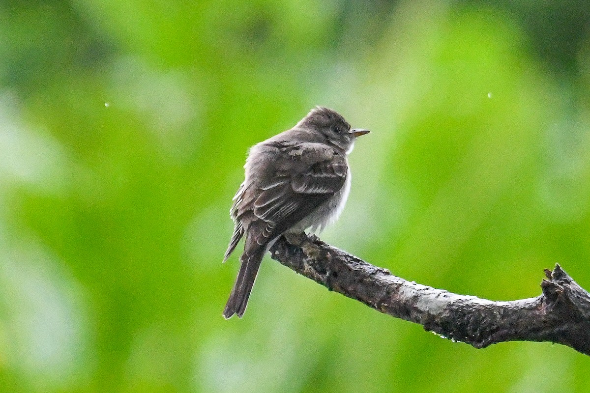 Eastern Wood-Pewee - ML646798920
