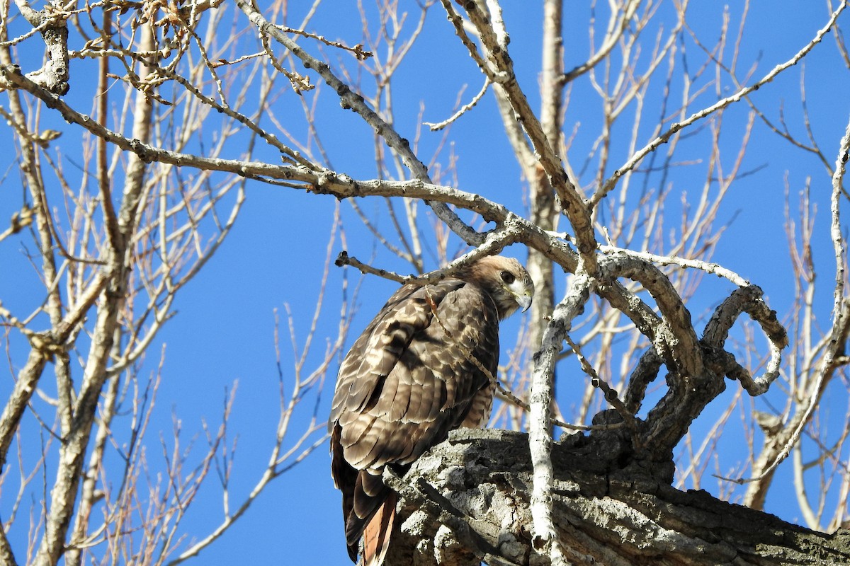 Red-tailed Hawk - ML646798921
