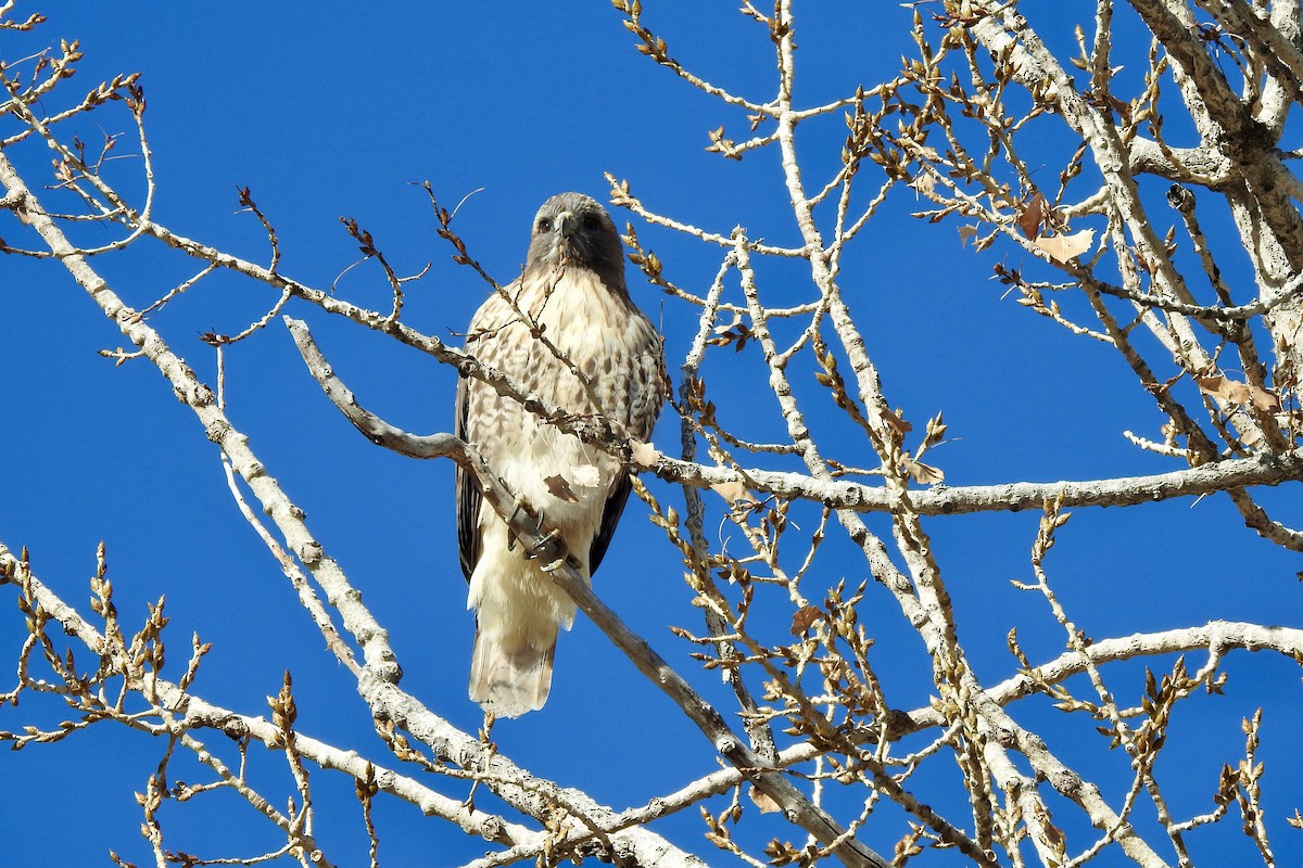 Red-tailed Hawk - ML646798922