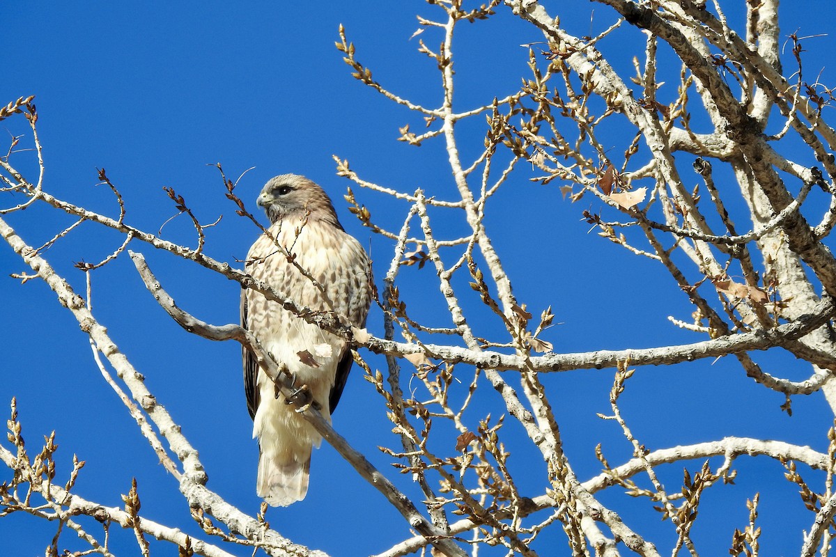 Red-tailed Hawk - ML646798923