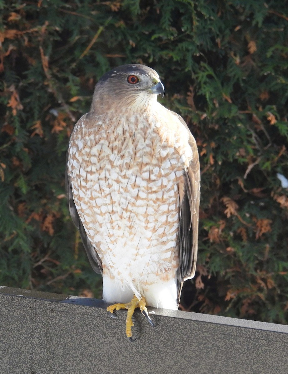 Cooper's Hawk - ML646798931