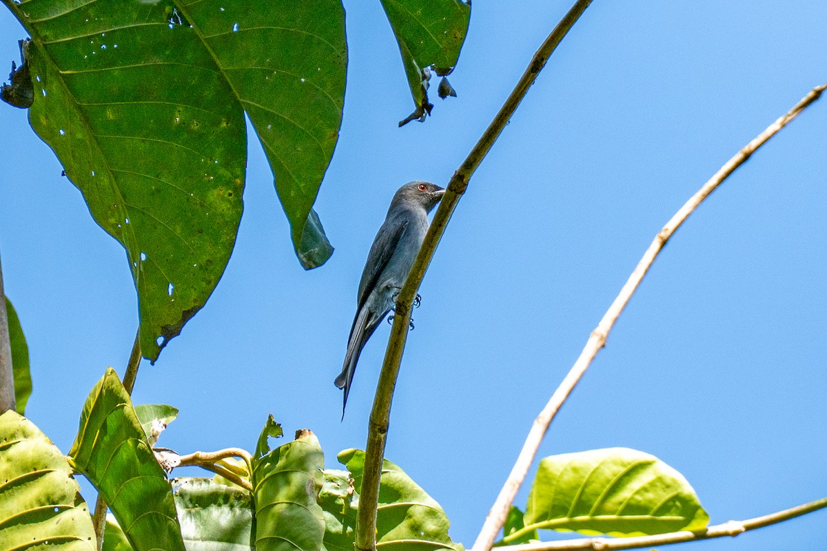 ハイイロオウチュウ - ML646798932