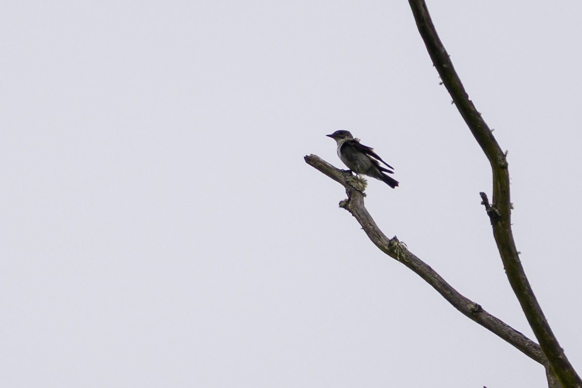 Olive-sided Flycatcher - ML646798934