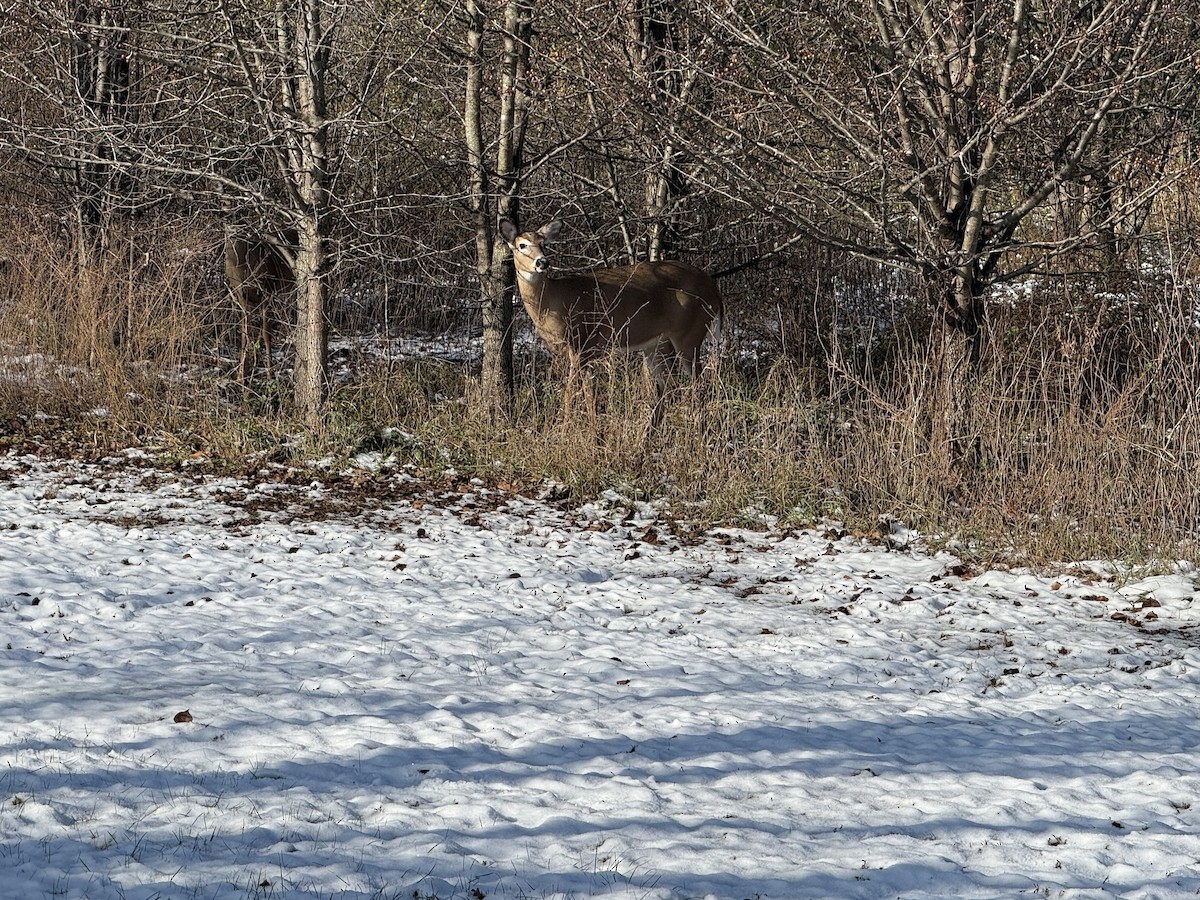 Animals - ML646798936