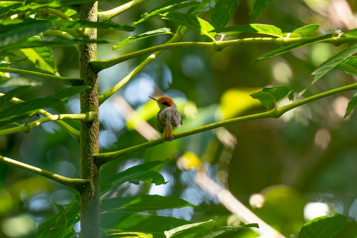 ズアカサイホウチョウ - ML646798939