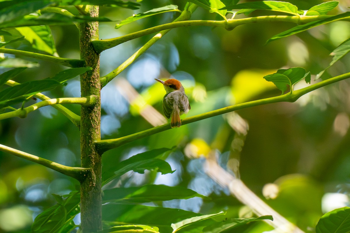 ズアカサイホウチョウ - ML646798940