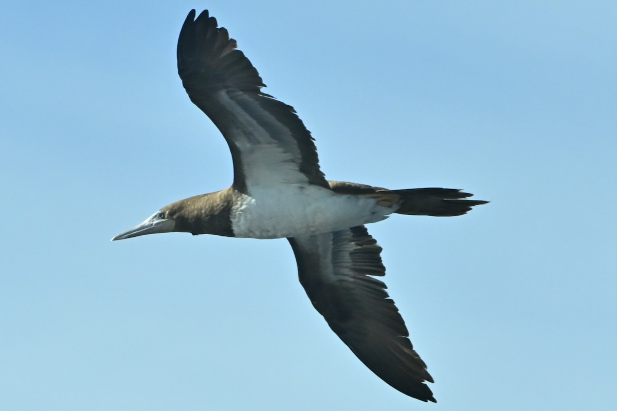 カツオドリ - ML646798942