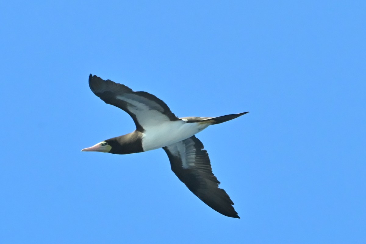 カツオドリ - ML646798943