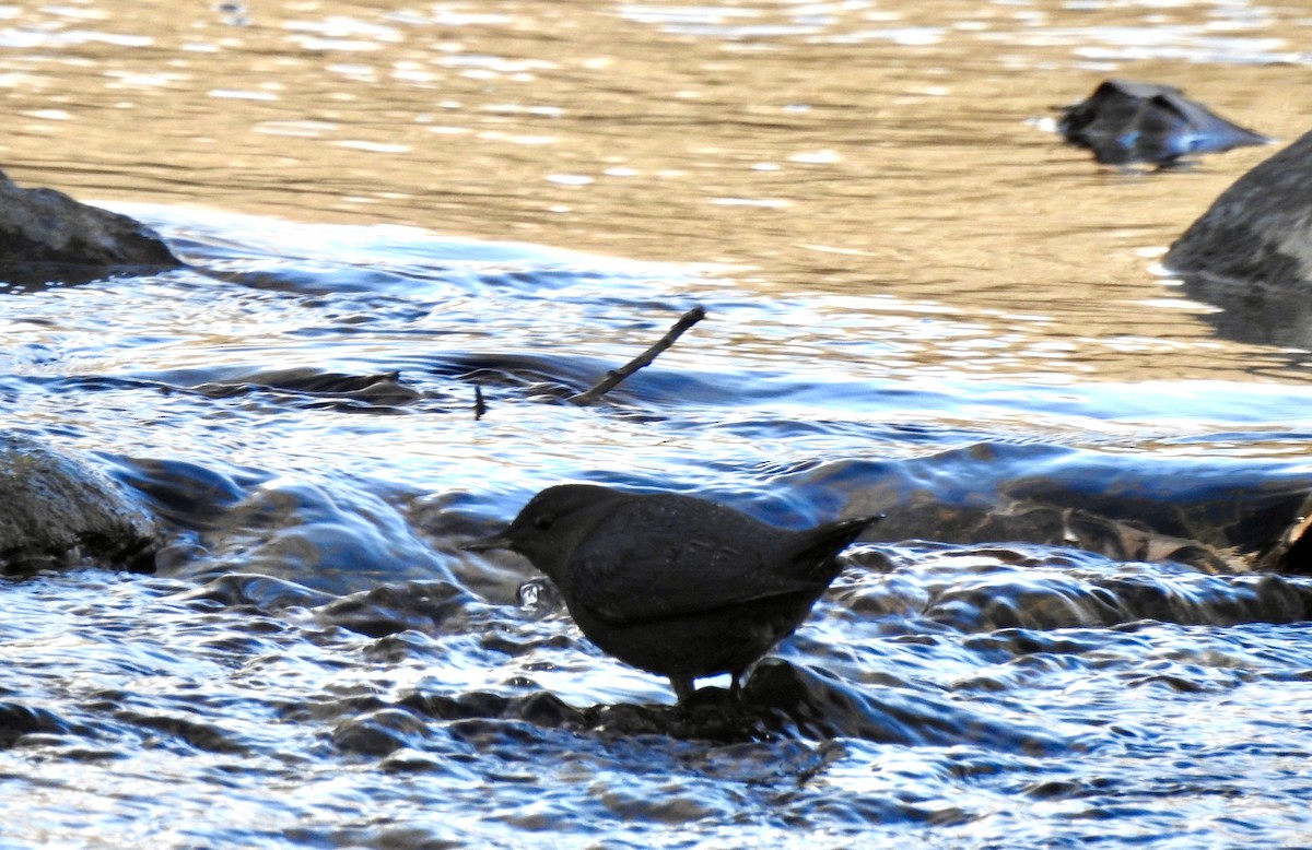 gråfossekall - ML646798944