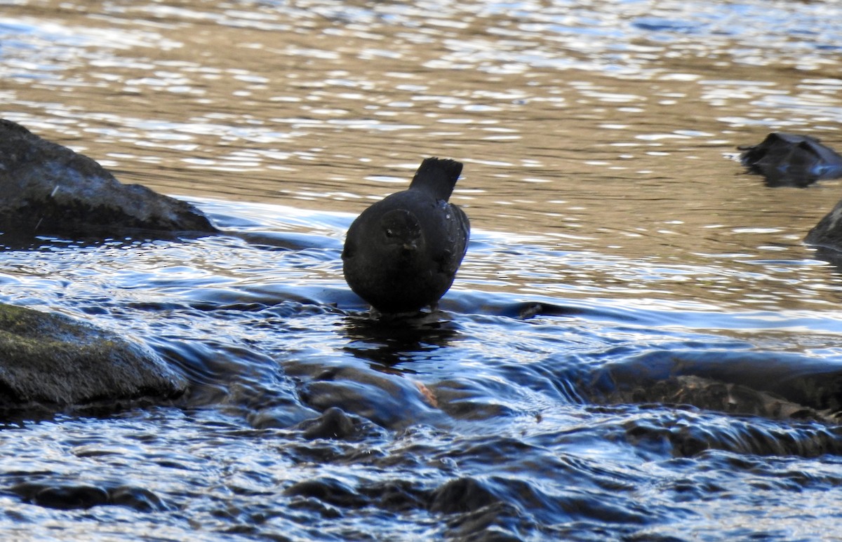 gråfossekall - ML646798945