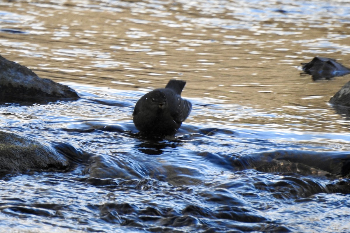 gråfossekall - ML646798946