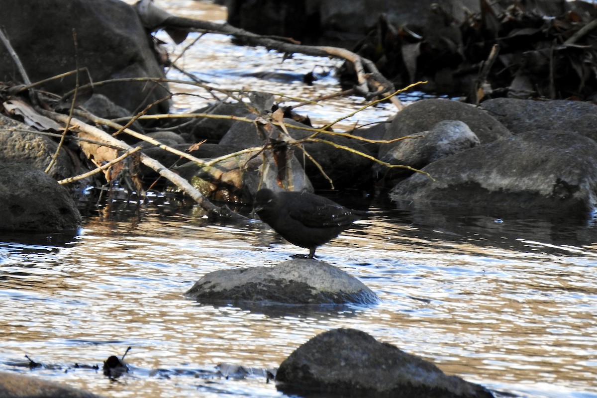 gråfossekall - ML646798947