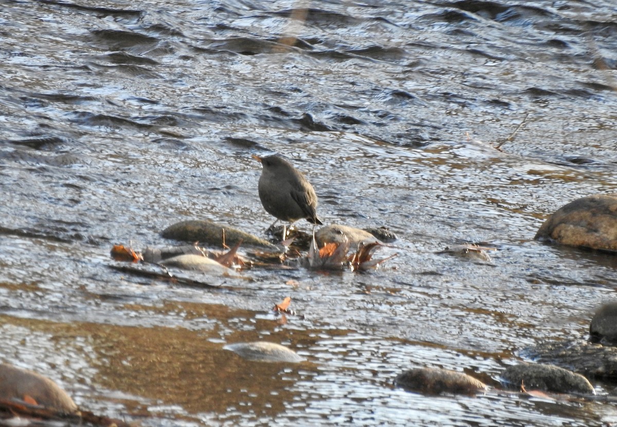 gråfossekall - ML646798948