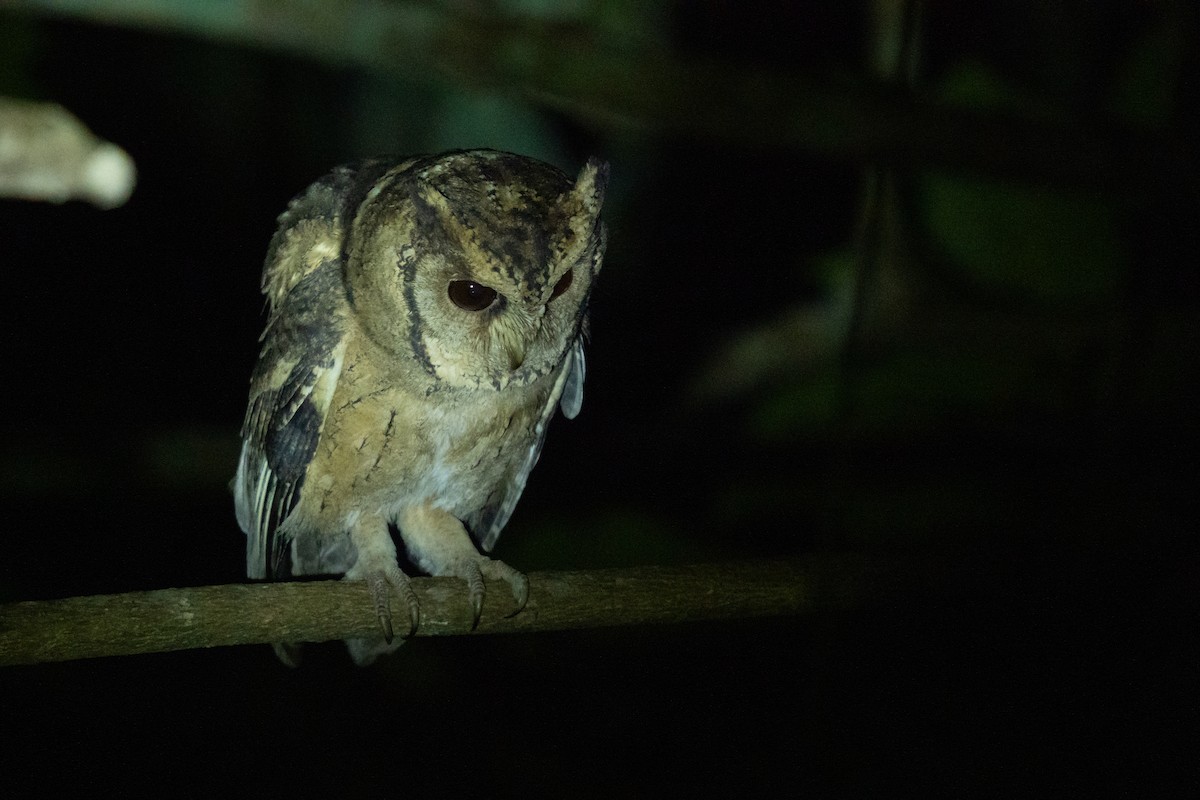 Collared Scops-Owl - ML646798950