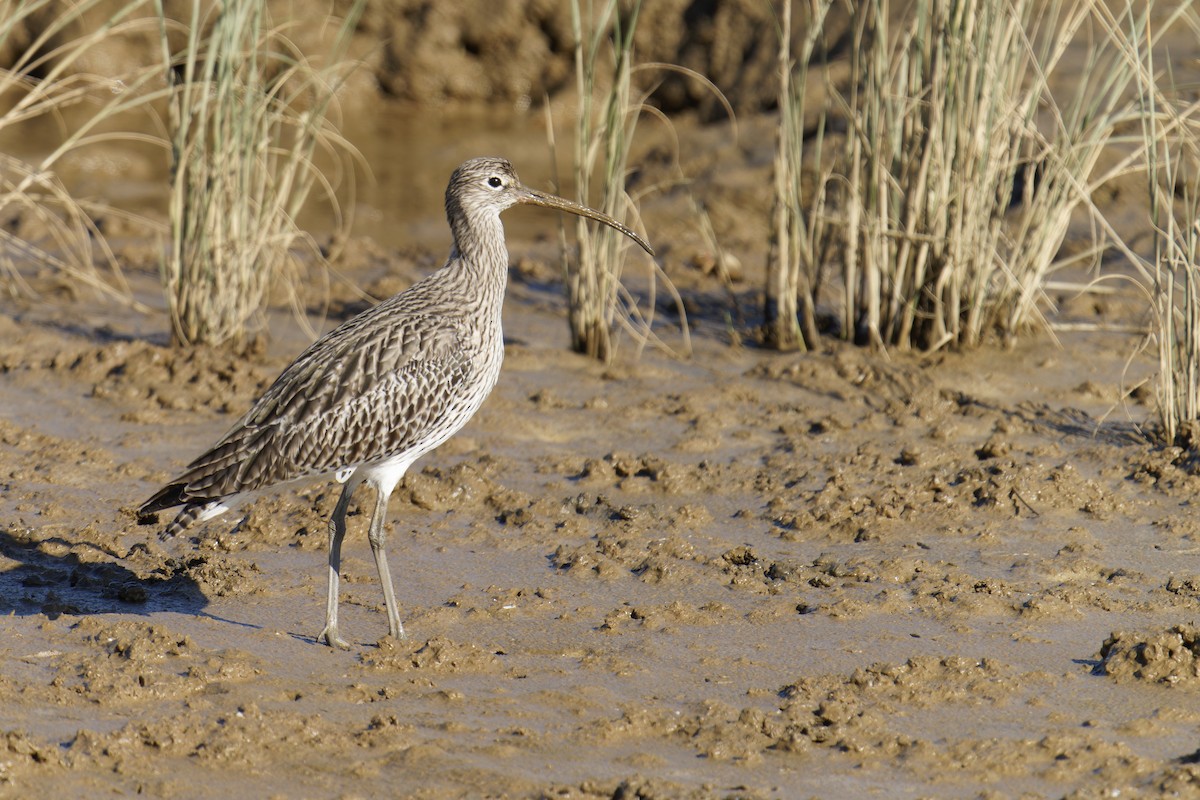 חרמשון גדול - ML646798951