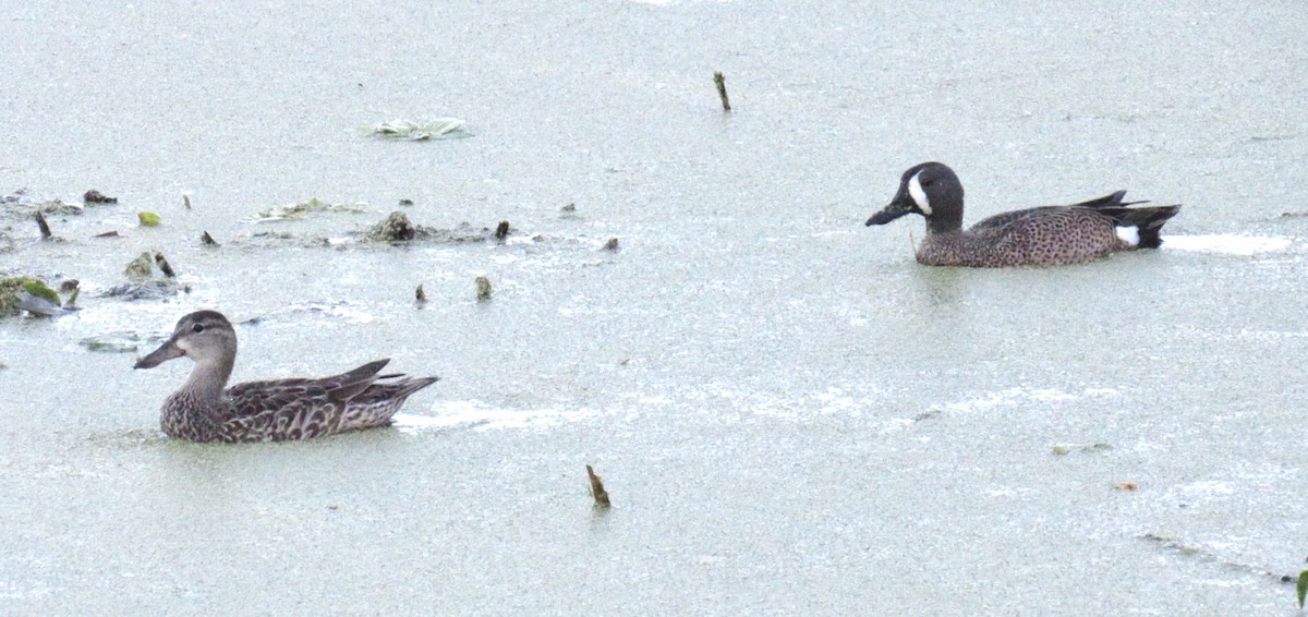 Cerceta Aliazul - ML646798952