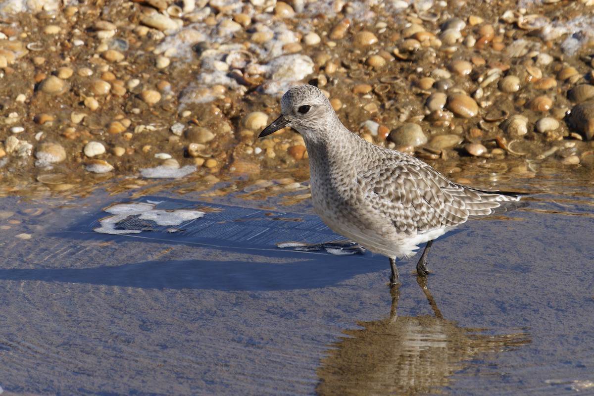 חופזי מנומר - ML646798953