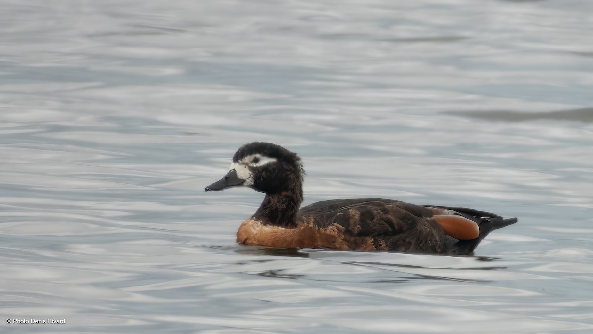 Halsbandgans - ML646798955