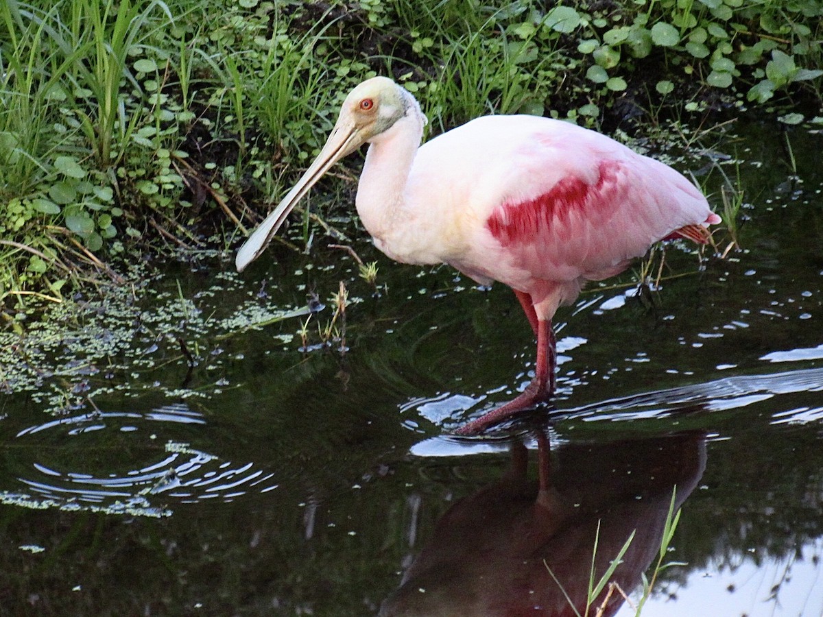 Espátula Rosada - ML646798956