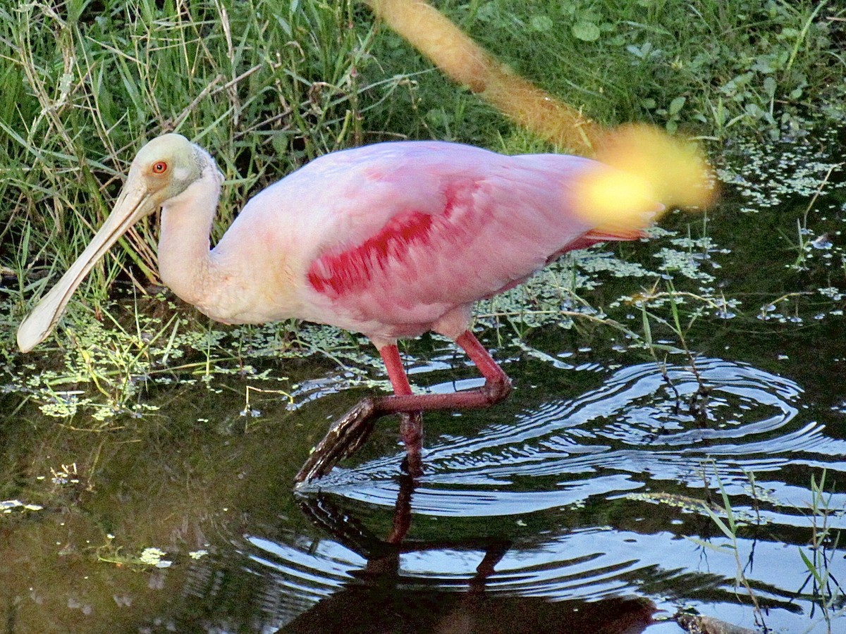 Espátula Rosada - ML646798957