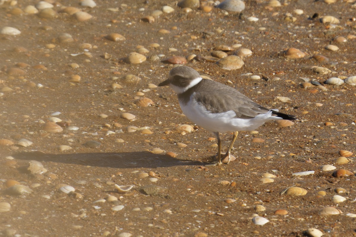 חופמי צווארון - ML646798958