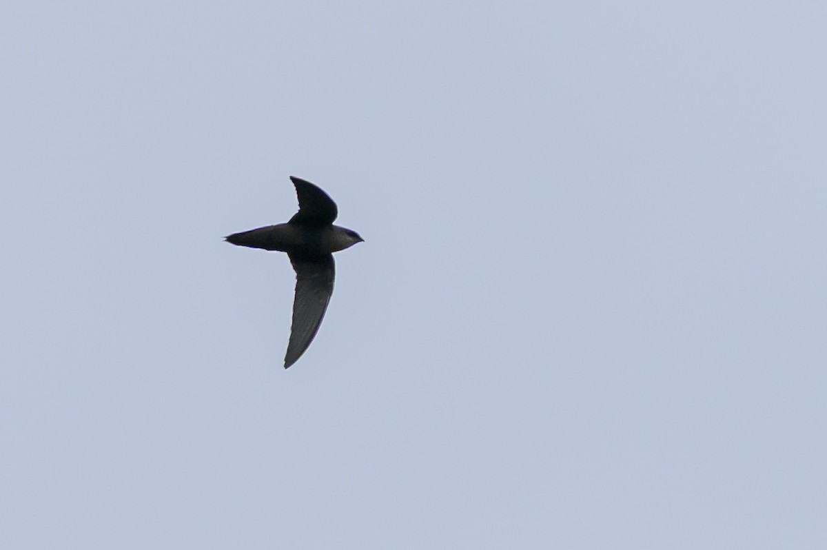Chimney Swift - ML646798959