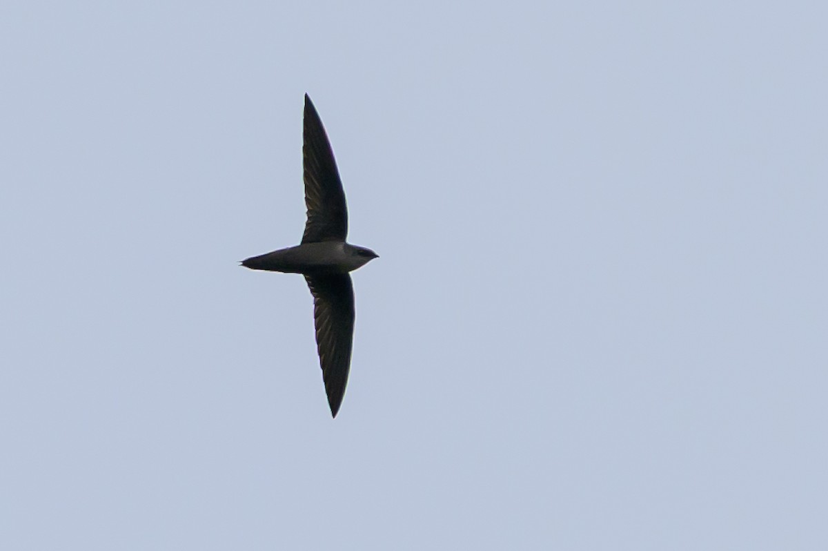 Chimney Swift - ML646798960