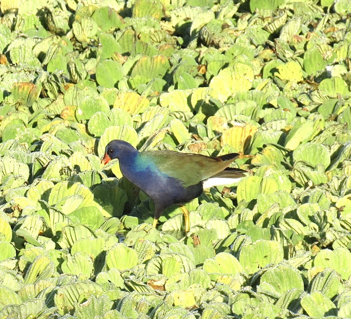 Purple Gallinule - ML646798963