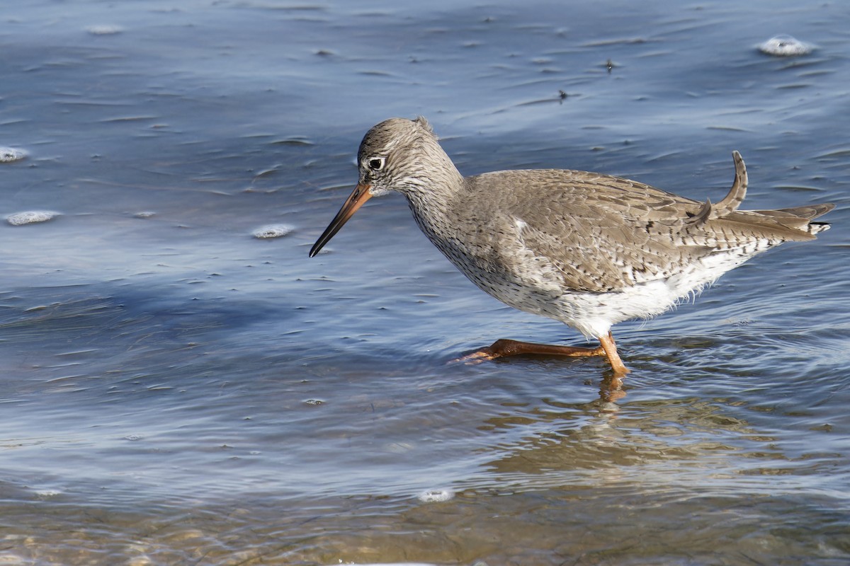 ביצנית לבנת-כנף - ML646798964