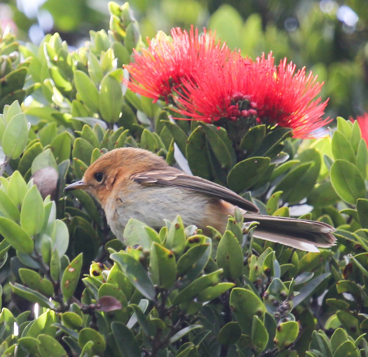 カウアイヒタキ - ML646798966