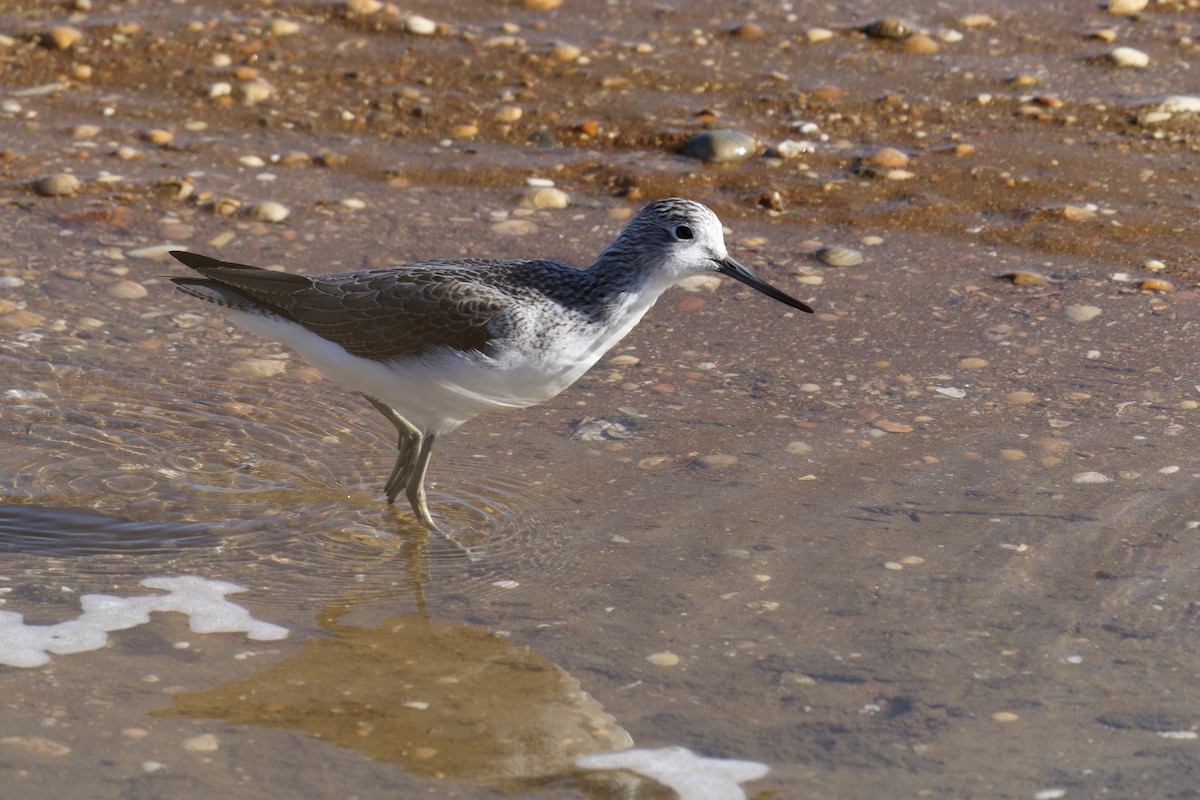 ביצנית ירוקת-רגל - ML646798967