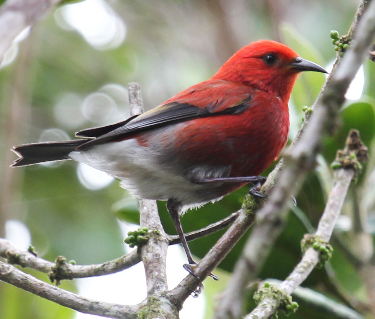 アカハワイミツスイ - ML646798968