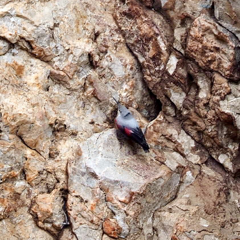 Wallcreeper - ML646798972