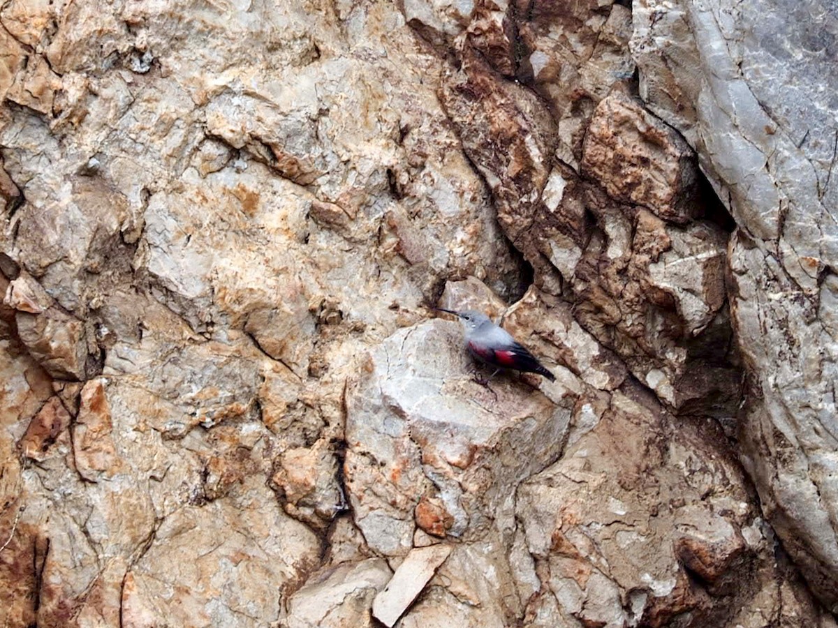 Wallcreeper - ML646798973