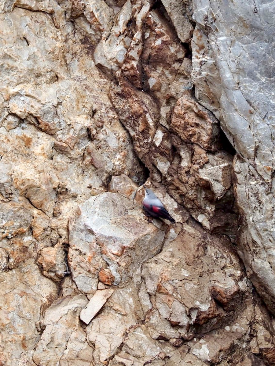 Wallcreeper - ML646798974