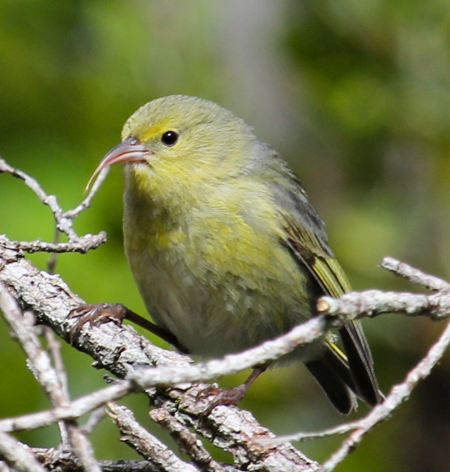 コハワイミツスイ - ML646798975