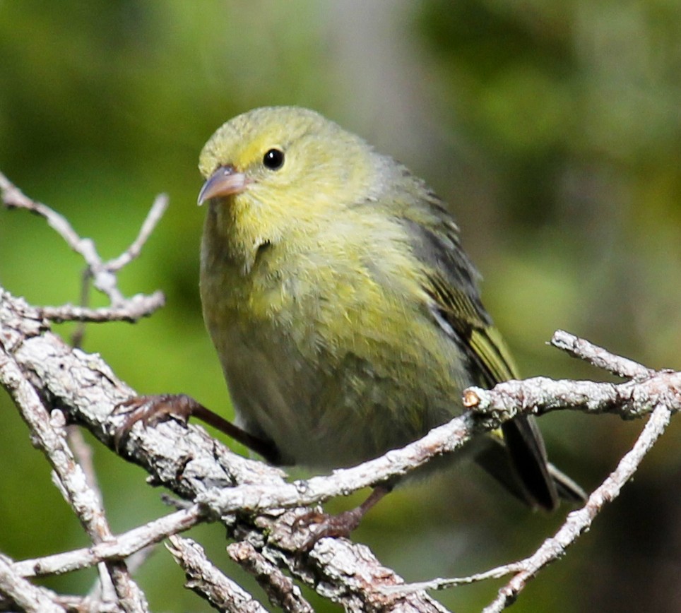 コハワイミツスイ - ML646798976