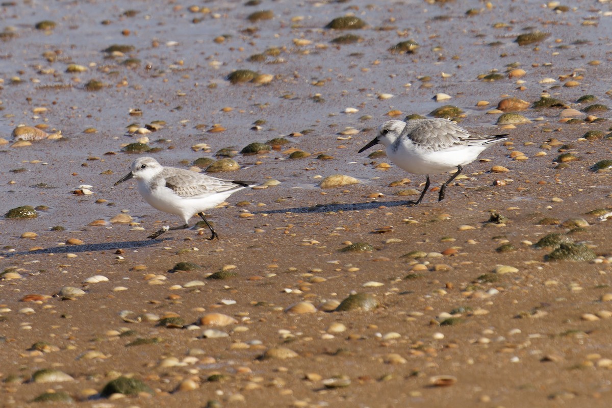 חופית לבנה - ML646798978