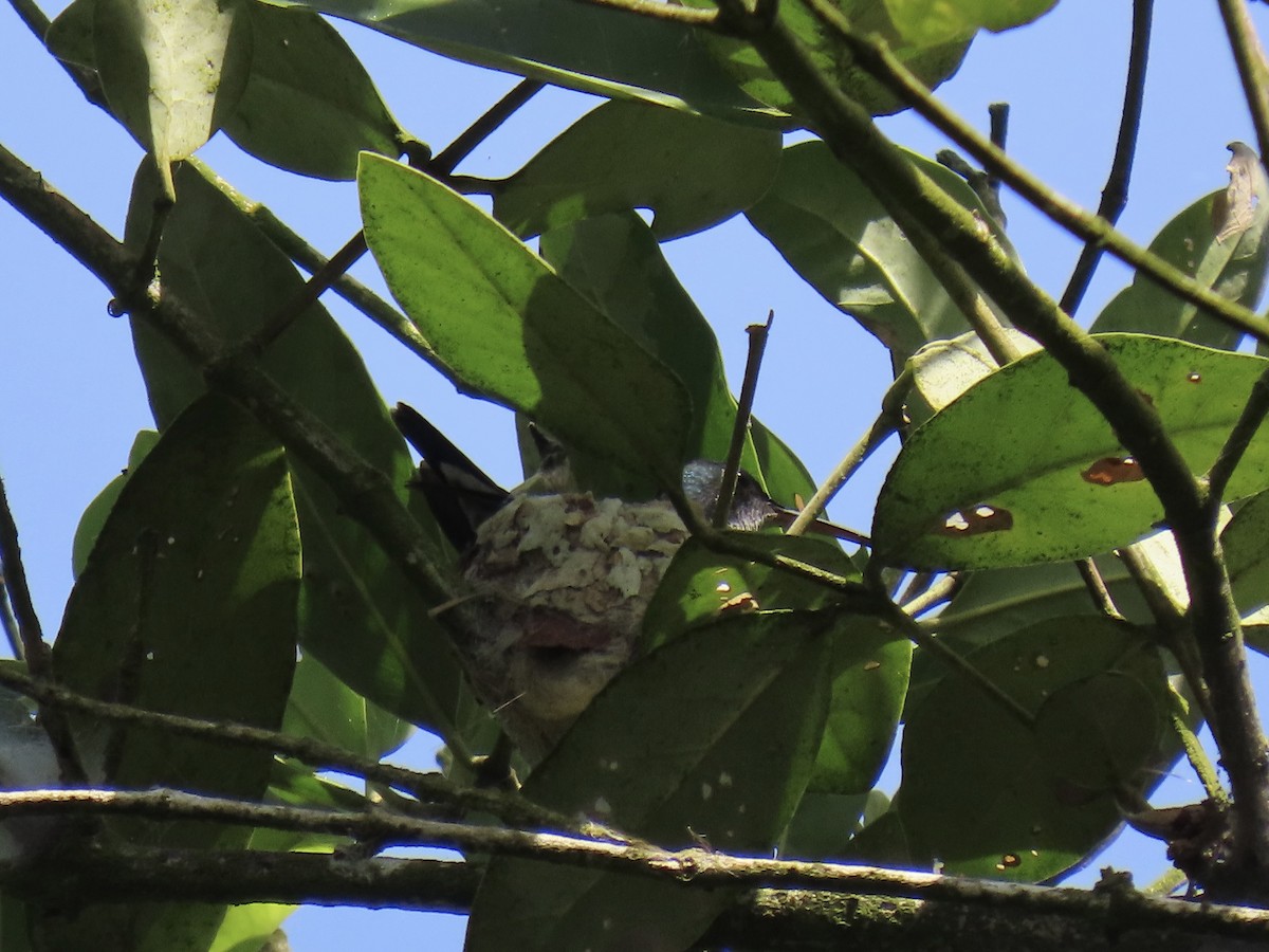 Sapphire-throated Hummingbird - ML646798986