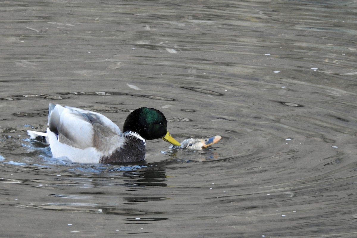 Mallard - ML646798989