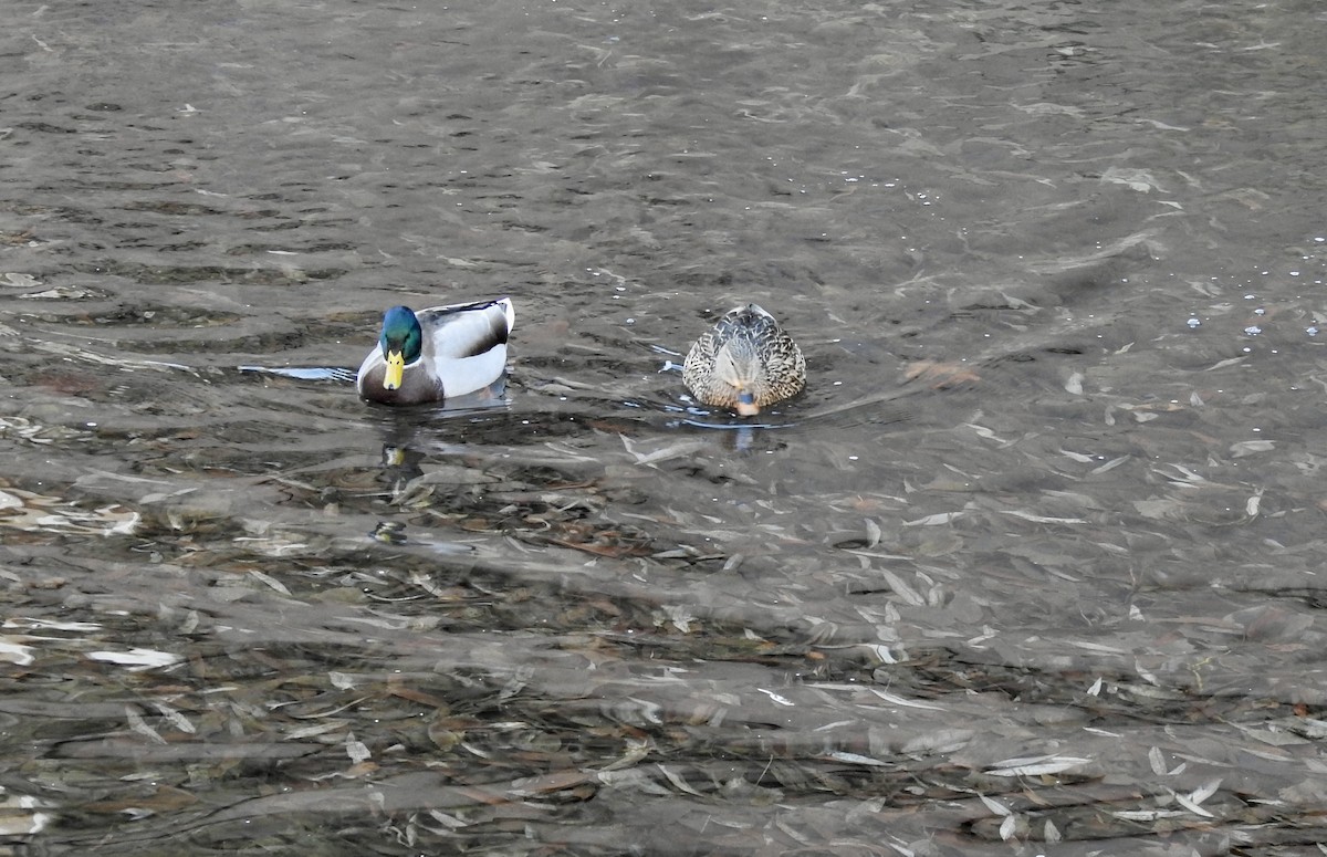 Mallard - ML646798990