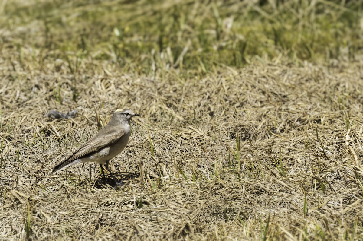 Дормілон жовтоголовий - ML646798991