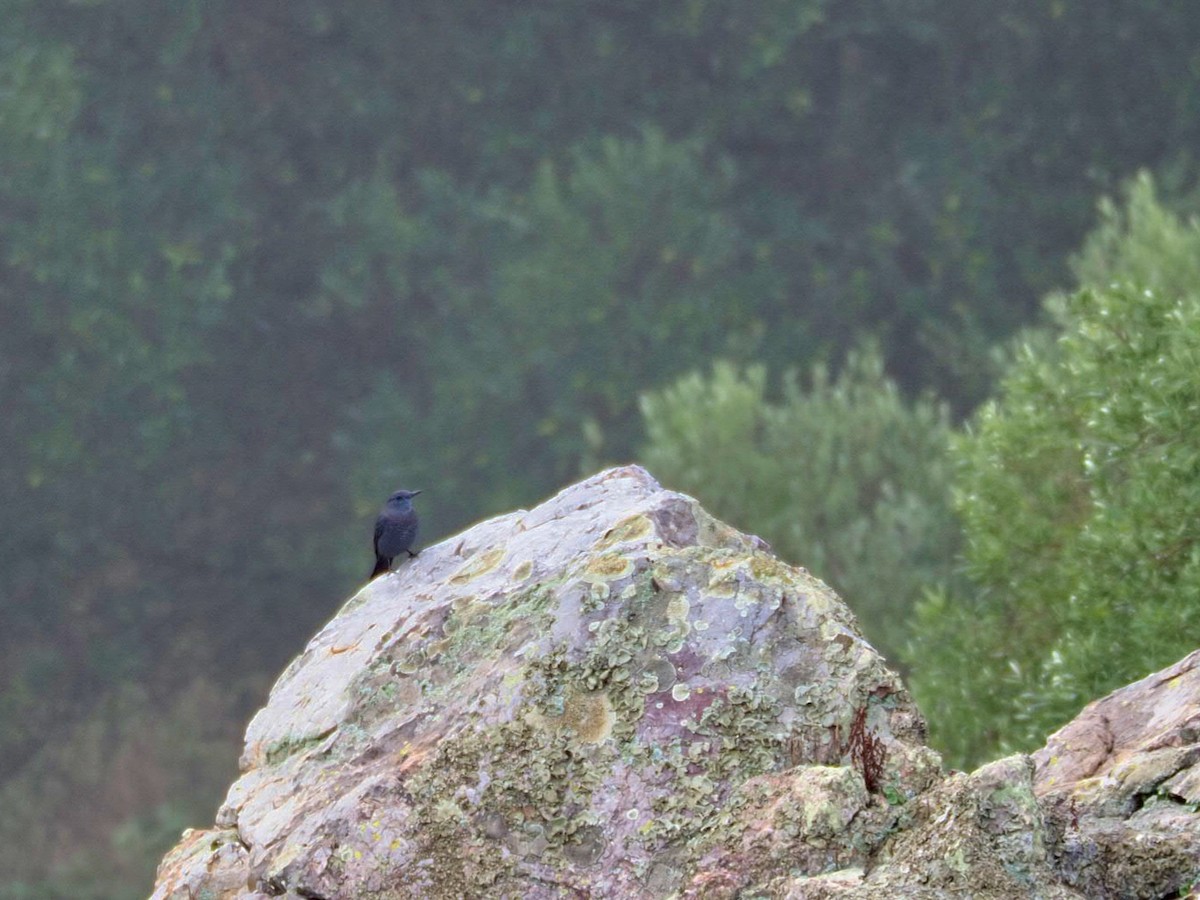 Blaumerle - ML646798994